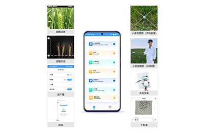 日照市小麦表型测量仪IN-XM05